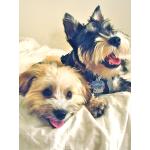 Aviary Stock Photo 2.png